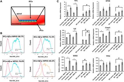 Studying the Inflammatory Responses to Amyloid Beta Oligomers in Brain-Specific Pericyte and Endothelial Co-Culture From Human Stem Cells
